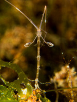 Stike a Pose: Skeleton Shrimp, Dumaguete, Philippines