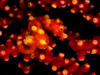 Hidden Treasure: Denise's Pygmy Seahorse, Dumaguete, Philippines