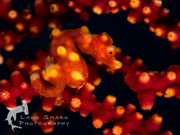 Hidden Treasure: Denise's Pygmy Seahorse, Dumaguete, Philippines