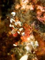 Snack Time: Juvenile Harlequin Sweetlips eating prey, Dumaguete, Philippines