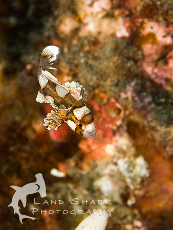Snack Time: Juvenile Harlequin Sweetlips eating prey, Dumaguete, Philippines