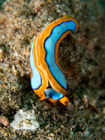 Flatworm, Dumaguete, Philippines