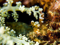 Sexy: Squat Anemone Shrimp aka Sexy Shrimp, Dumaguete Philippines