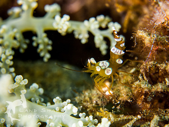 Sexy: Squat Anemone Shrimp aka Sexy Shrimp, Dumaguete Philippines