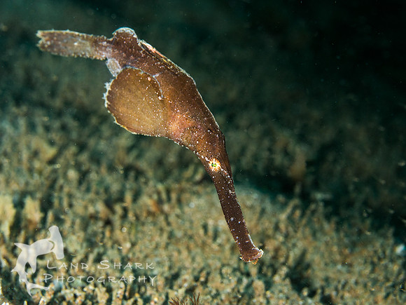 Robust Ghost Pipefish, Dumaguete, Philippines