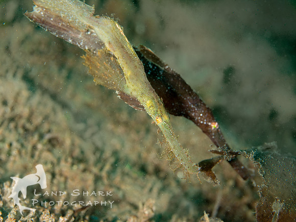 Opposites Attract: Roughsnout Ghost Pipefish and Robust Ghost Pipefish, Dumaguete, Philippines