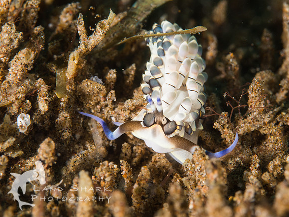 Cheeky: Aeolid Nudibranch, Dumaguete, Philippines
