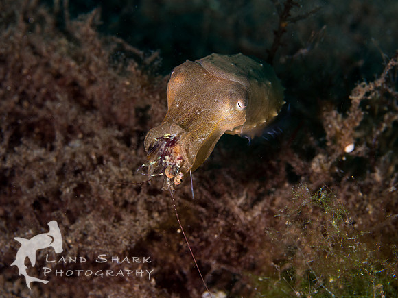 Chomp: Broadclub Cuttlefish enjoying his catch, Dumaguete, Philippines