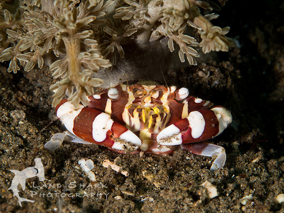 Candy stripes: Harlequin Anemone Crab, Dumaguete, Philippines