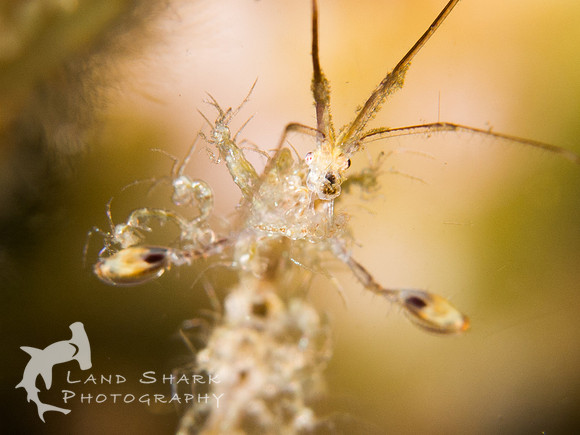 A Mother's Work: Skeleton Shrimp with babies, Dumaguete, Philippines