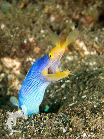 Aaaah: Blue Ribbon Eel, Dumaguete, Philippines
