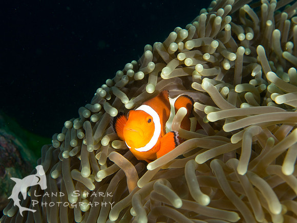 Clowning Around: Clownfish, Dumaguete, Philippines