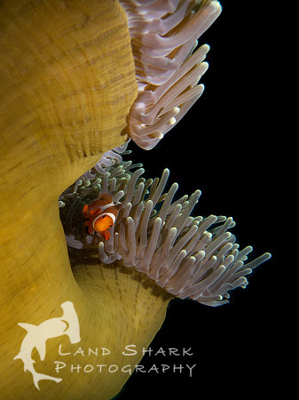 Can I Come Out Now?: Clownfish and Anemone, Dumaguete, Philippines