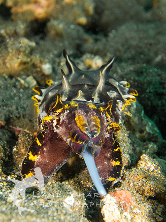Slingshot: Flambouyant Cuttlefish hunting, Dumaguete, Philippines