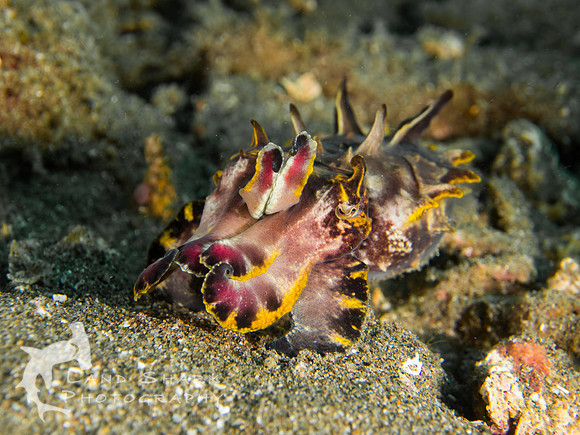 Pretty: Flambouyant Cuttlefish, Dumaguete, Philippines