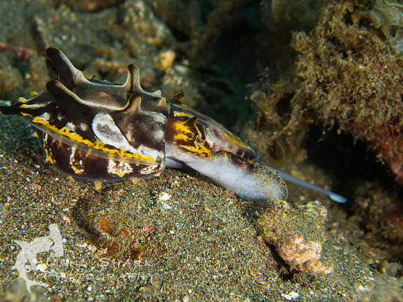 Ready, Aim, Fire!: Flambouyant Cuttlefish hunting, Dumaguete, Philippines