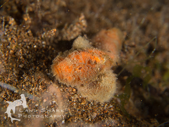 Truth or lies?: Juvenile False Stonefish, Dumaguete, Philippines