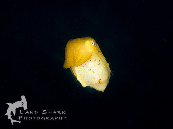 Just Passing By: Broadclub Cuttlefish, Dumaguete, Philippines