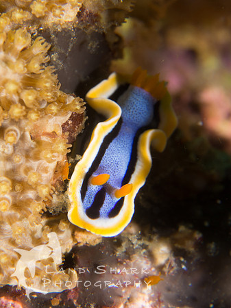A shady perch: Anna's Chromodoris nudibranch, Dumaguete, Philippines