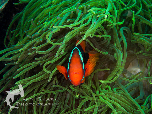 Contrast: Tomato Anemone Fish in green anemone, Apo Island Dumaguete, Philippines