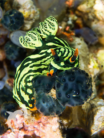 Quite a mouthful: Kubaryana's Nembrotha nudibranch, Dumaguete, Philippines
