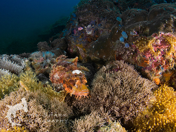 Master of Disguise: Scorpion fish on the reef, Apo Island Dumaguete, Philippines