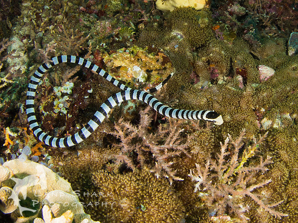 Sssssss: Banded Sea Krait, Apo Island Dumaguete, Philippines