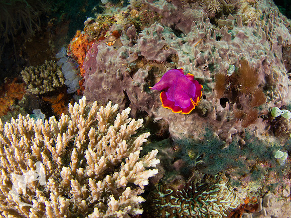 A splash of color: Fuschia Flatworm, Apo Island Dumaguete, Philippines