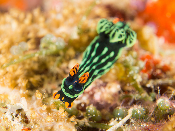Stretch: Kubaryana's Nembrotha nudibranch, Dumaguete, Philippines