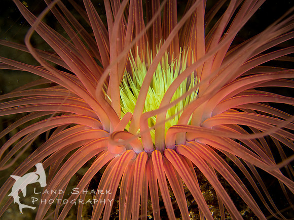 Neon: Tube Anemone, Dumaguete, Philippines
