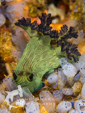 Obstacle Course: Miller's Nembrotha nudibranch in social tunicates, Dumaguete, Philippines