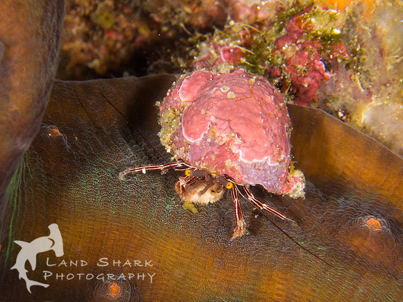 Hermit: Zebra Hermit Crab, Dumageute, Philippines