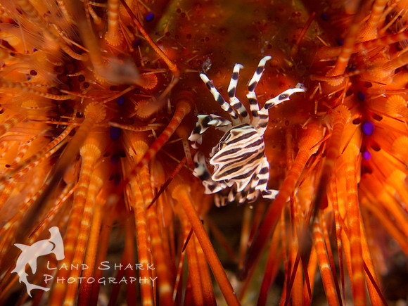Hitchhiker: Zebra crab on urchin, Dumaguete, Philippines