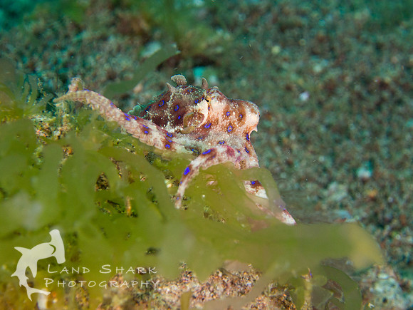 Poison: Blue-ringed Octopus, Dumaguete, Philippines