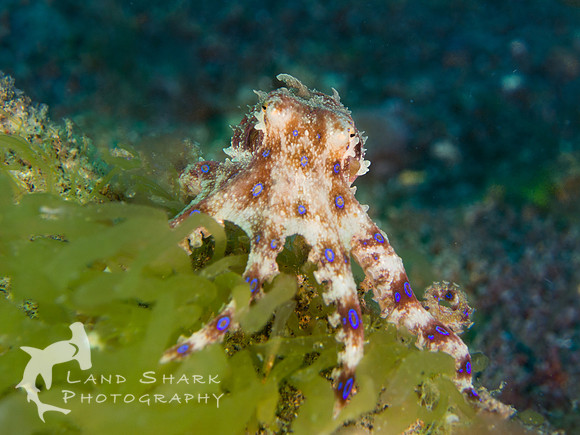 On the prowl: Blue-Ringed Octopus, Dumaguete, Philippines