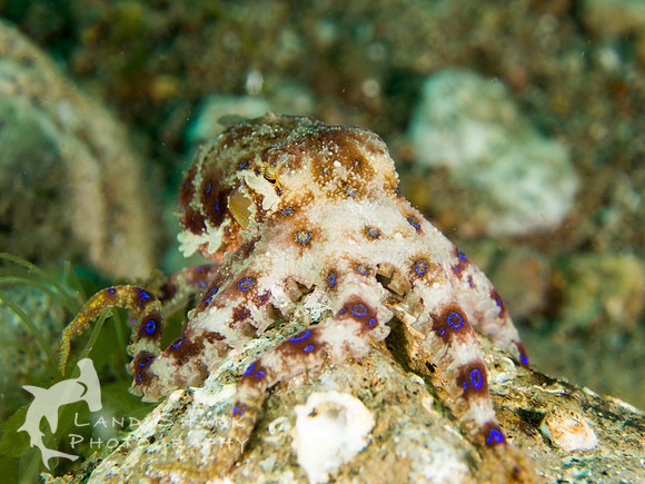 A LIttle Angry: Blue-Ringed Octopus, Dumageute, Philippines