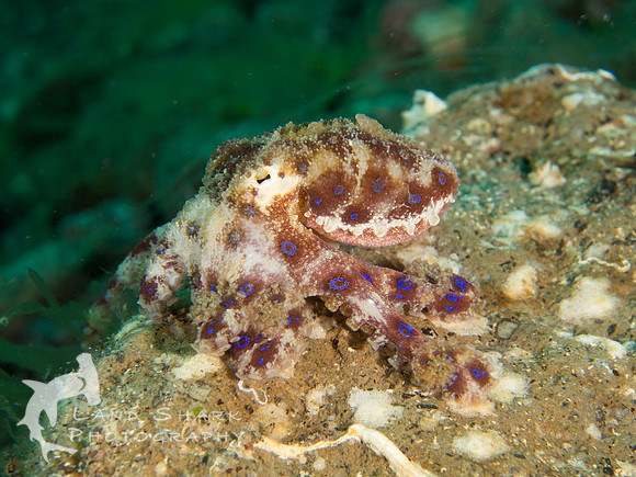 Baby Blues: Blue-Ringed Octopus, Dumaguete, Philippines