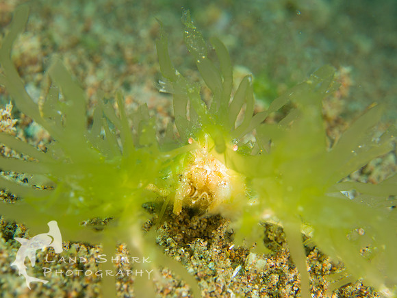 Dumaguete_160315_212553