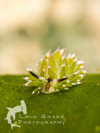 The Green Sheep: Costiella nudibranch, Dumaguete, Philippines