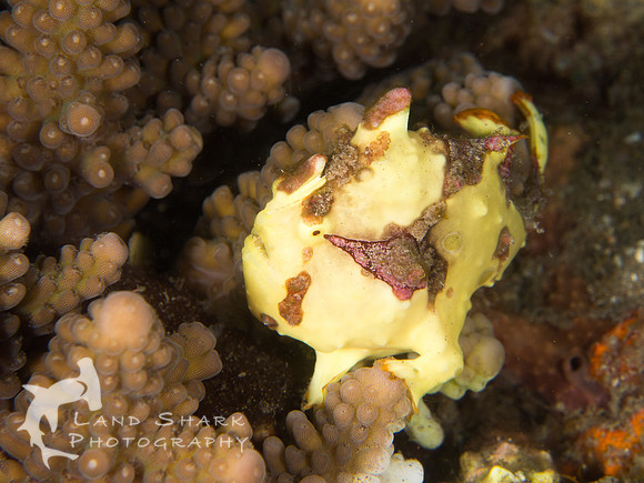 Lumps and Bumps: Warty Frogfish in coral, Dumaguete, Philippines