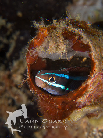 Smiley: Goby in a tube sponge, Dumaguete, Philippines