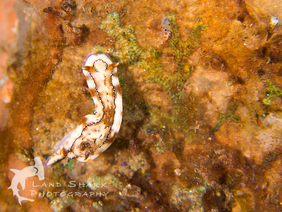 Volcano: Krakatoa Nudibranch, Dumaguete, Philippines