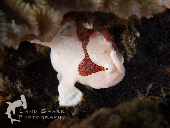 Sad Face: Juvenile Warty Frogfish, Dumaguete, Philippines