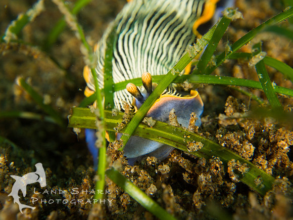 Tiptoe through the meadow: Arminid nudibranch in sea grass, Dumaguete, Philippines