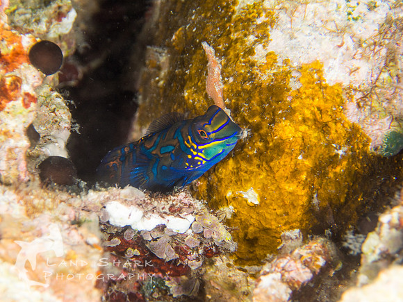 Single and ready to mingle: Mandarin fish at dusk, Dumaguete, Philippines