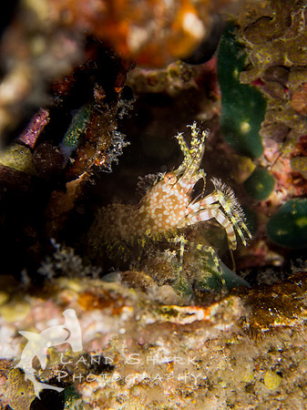 Spotted: Marble Shrimp, Dumaguete, Philippines