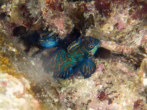 The Approach: Mandarin fish pair at dusk, Dumaguete, Philippines
