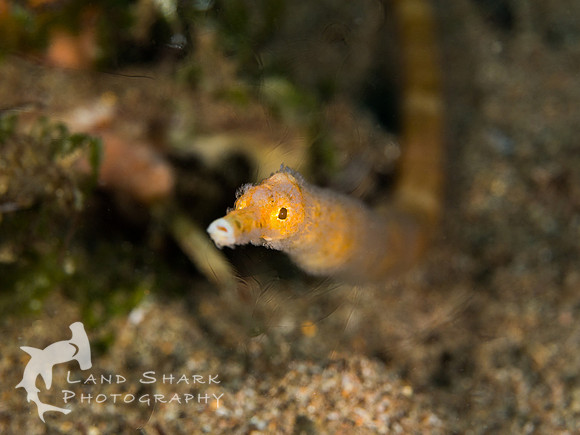 The eyes have it: Stick pipehorse, Dumaguete, Philippines