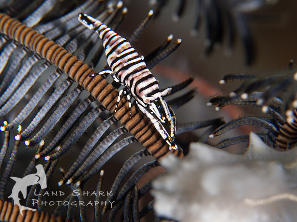 Hidden: Black and White Crinoid Shrimp in host Crinoid, Dumaguet