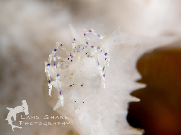No web here: Sea Spider, Dumaguete, Philippines